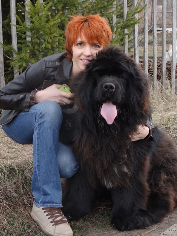 Фото: Ирина Бочкарева, ньюфаундленд Супер Премиум Нью-Йорк