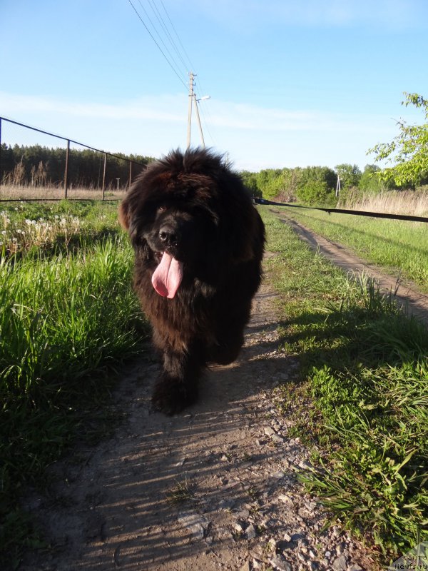 Фото: ньюфаундленд Супер Премиум Нью-Йорк