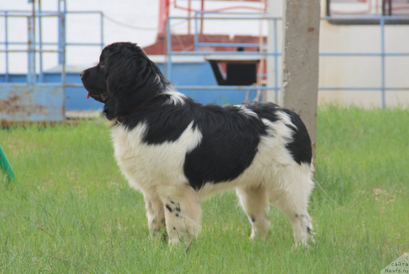 Фото: ньюфаундленд Аквиан Сонг Марио