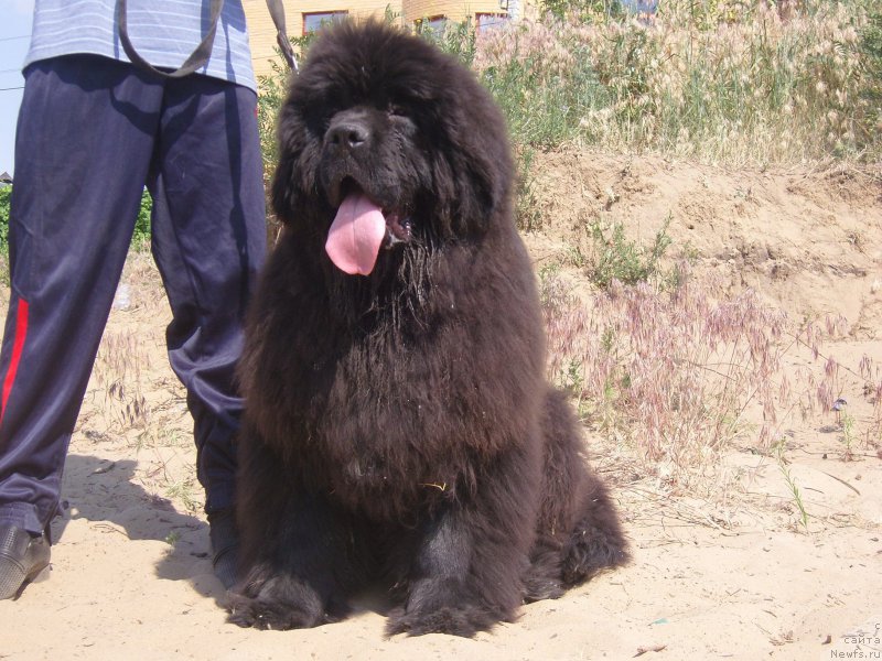 Фото: ньюфаундленд Анджело Орсо Амарилли Миа Белла (Angelo Orso Amarilli Mia Bella)