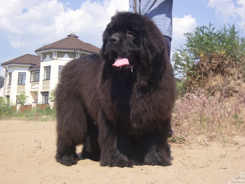 Фото: ньюфаундленд Анджело Орсо Амарилли Миа Белла (Angelo Orso Amarilli Mia Bella)