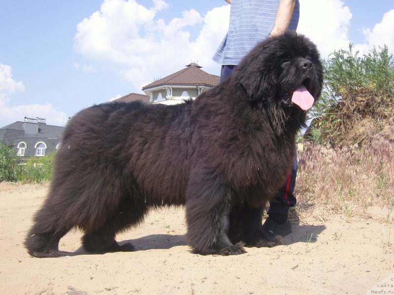 Фото: ньюфаундленд Анджело Орсо Амарилли Миа Белла (Angelo Orso Amarilli Mia Bella)