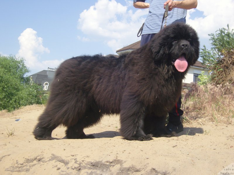 Фото: ньюфаундленд Анджело Орсо Амарилли Миа Белла (Angelo Orso Amarilli Mia Bella)