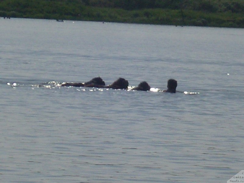 Фото: ньюфаундленд Анджело Орсо Церера (Angelo Orso Cerera), ньюфаундленд Анджело Орсо Амарилли Миа Белла (Angelo Orso Amarilli Mia Bella), ньюфаундленд Анджело Орсо Виолетта Виктория (Angelo Orso Violetta Victoria), Татьяна Ильина