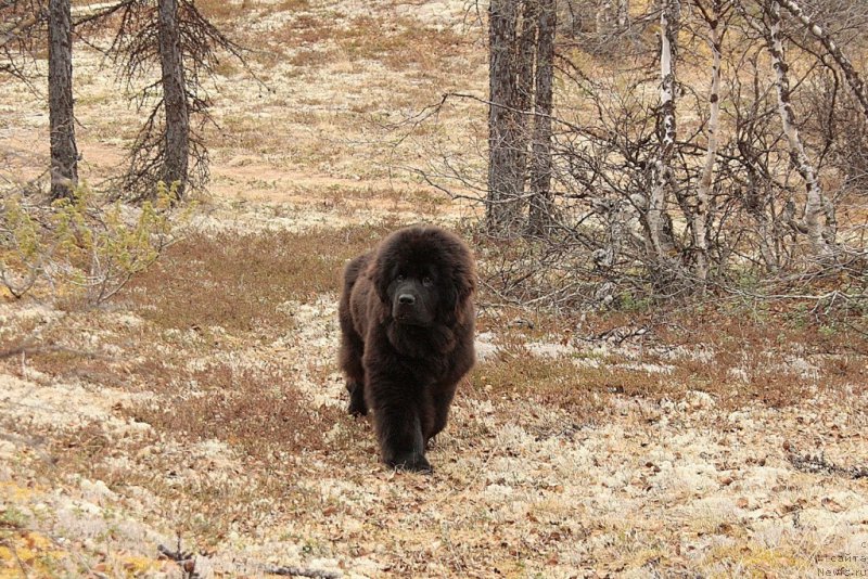 Фото: ньюфаундленд Анабелле Квин оф зэ Моунтайнс