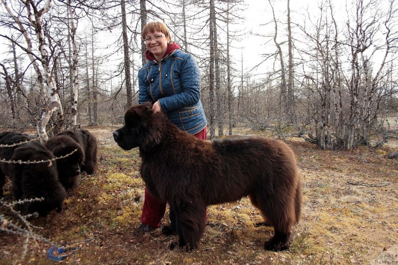 Фото: Елена Кузьмина, ньюфаундленд King of Helluland You Shock Me