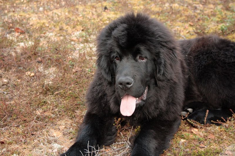 Фото: ньюфаундленд Ариель Принцесс оф зе Сии