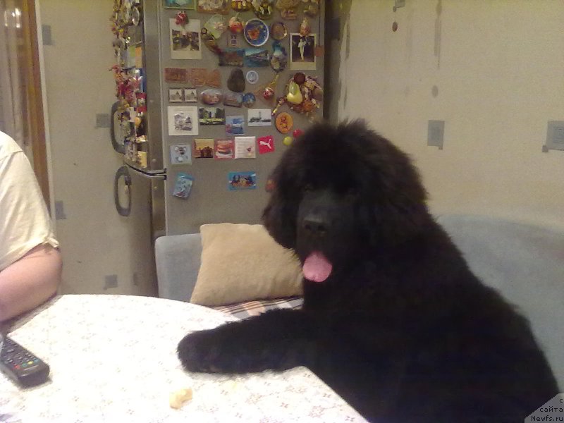 Фотография № 155970