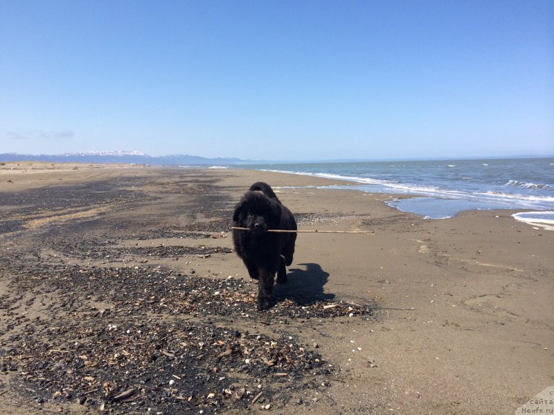 Фото: ньюфаундленд Адмиринг Глансес Эт Ми