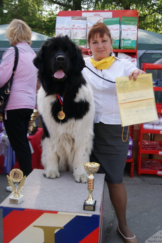 Фото: ньюфаундленд Аквиан Сонг Карамель