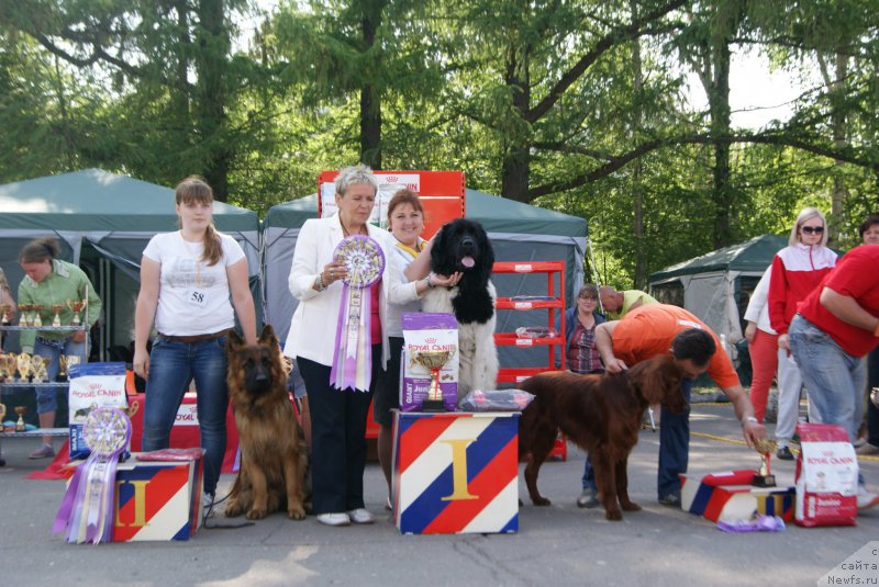 Фото: ньюфаундленд Аквиан Сонг Карамель