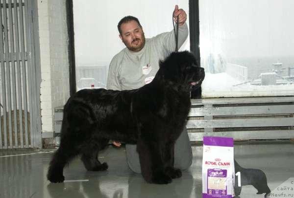 Фото: ньюфаундленд Доджер от Сибирского Медведя (Dodger ot Sibirskogo Medvedja)