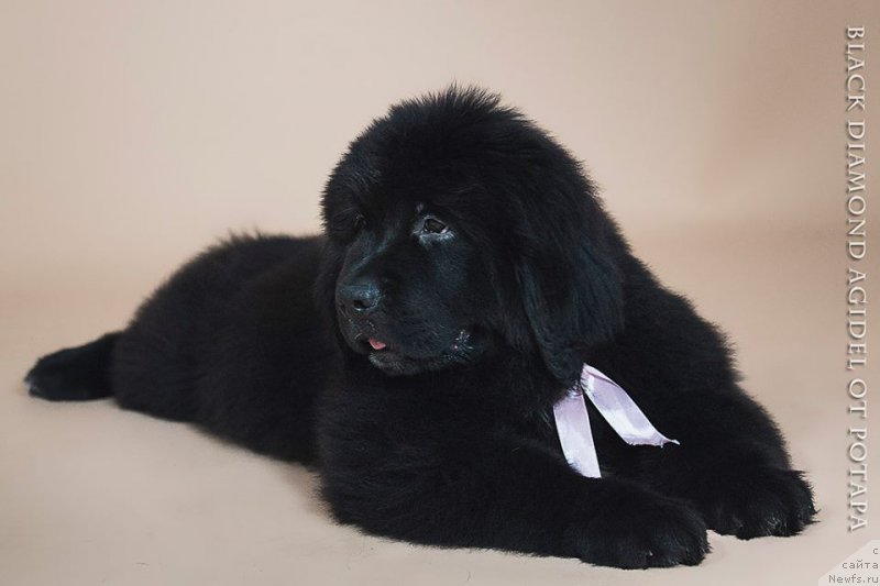 Фото: ньюфаундленд Блэк Диамонд Агидель от Потапа Чарлотта