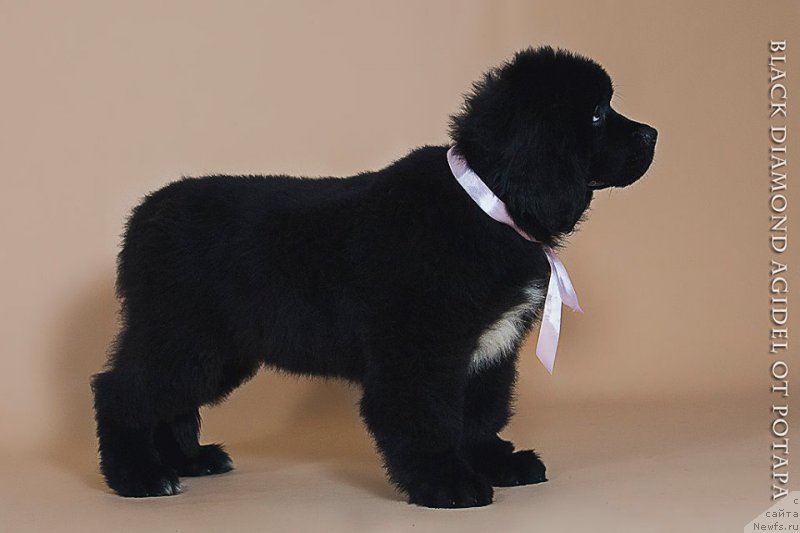 Фото: ньюфаундленд Блэк Диамонд Агидель от Потапа Чарлотта