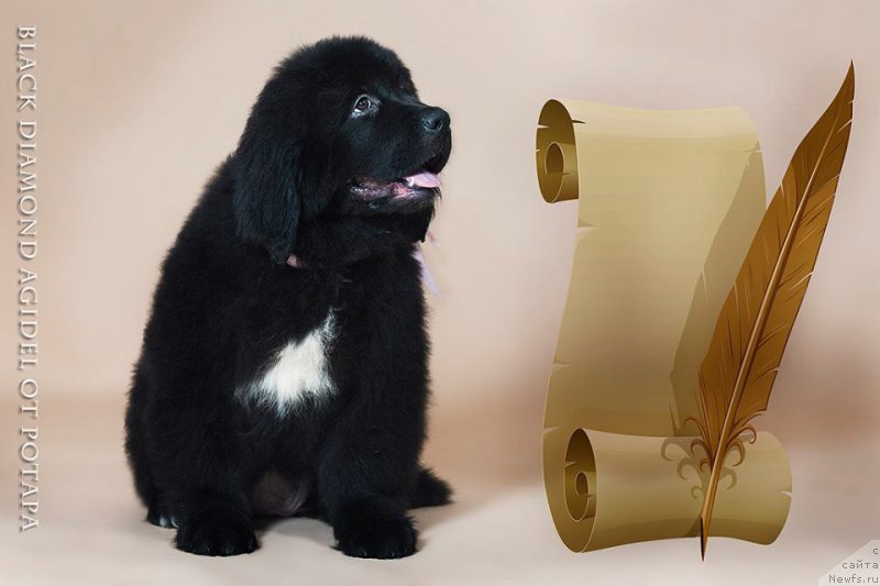 Фото: ньюфаундленд Блэк Диамонд Агидель от Потапа Чарлотта