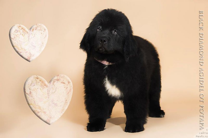 Фото: ньюфаундленд Блэк Диамонд Агидель от Потапа Чарлотта