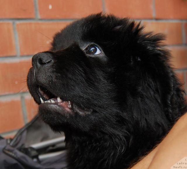 Фото: ньюфаундленд Супер Премиум Вашингтон