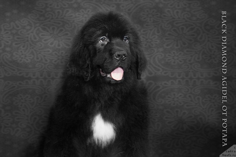 Фото: ньюфаундленд Блэк Диамонд Агидель от Потапа Чарлотта