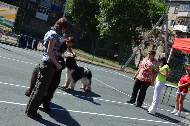 Фото: ньюфаундленд Изящная Галатея (Izyaschnaya Galateya)