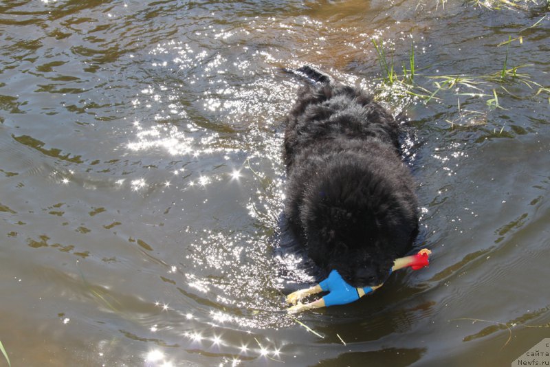 Фото: ньюфаундленд Анджел Викториус