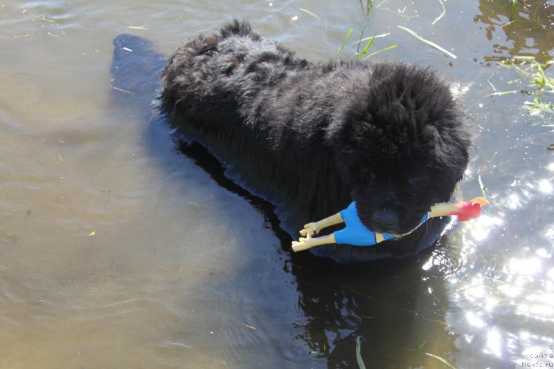 Фото: ньюфаундленд Анджел Викториус
