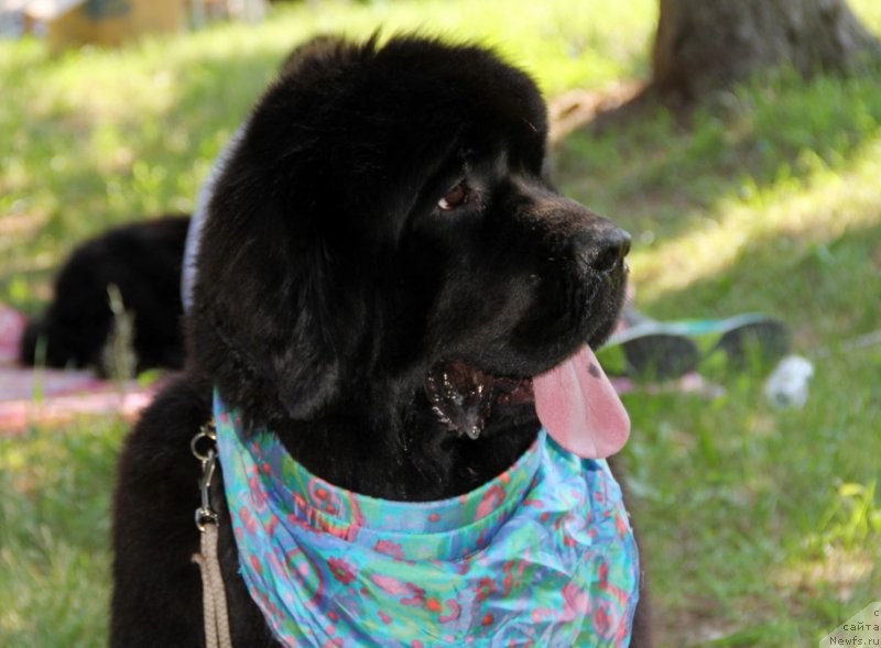 Фотография № 156023