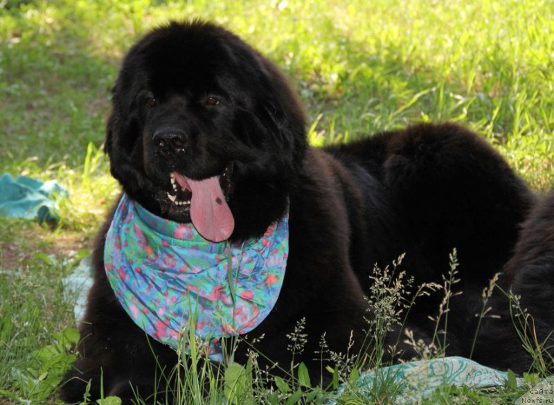 Фотография № 156024