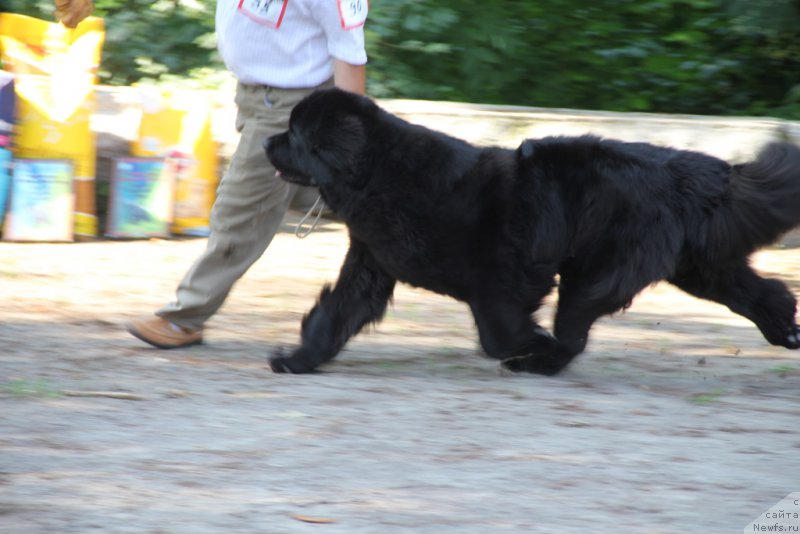 Фото: ньюфаундленд Аллегро Кон Брио Династия Совершенства (Allegro Con Brio Dinastiya Soverchenstva)