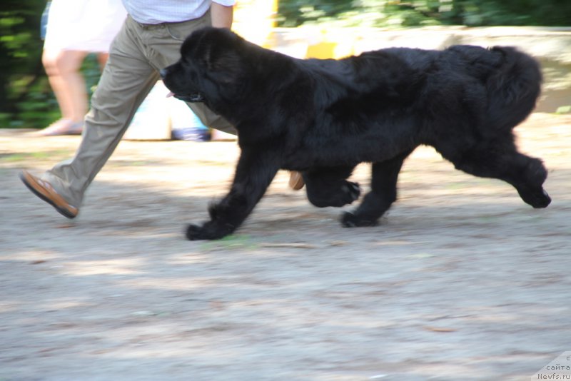 Фото: ньюфаундленд Аллегро Кон Брио Династия Совершенства (Allegro Con Brio Dinastiya Soverchenstva)