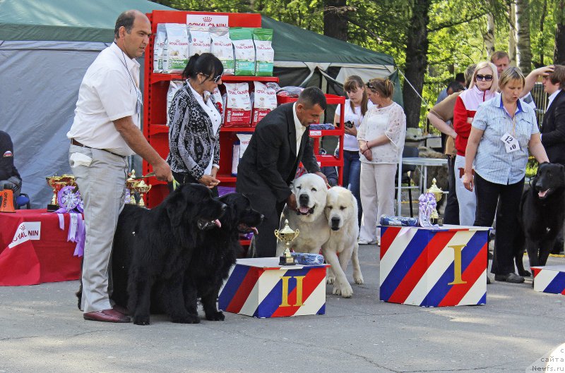 Фото: ньюфаундленд Донатс Прайд Бетти Тетчер, ньюфаундленд Черная Мафия Маттер оф Тиме (Chernaya Mafia Matter of Time)