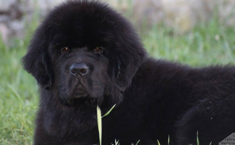 Фото: ньюфаундленд I'm The King Moon Bear