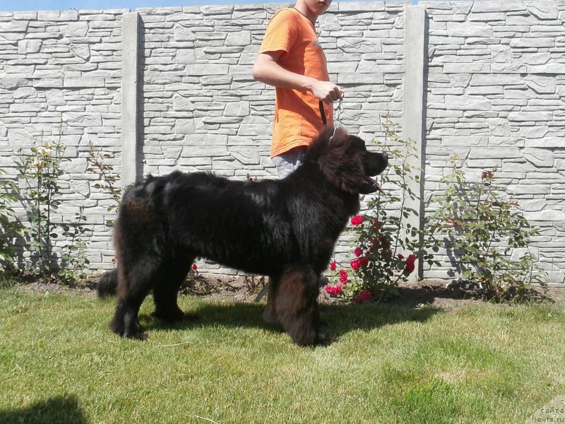 Фото: ньюфаундленд Chudotvorniy Atlas Kara Deniz