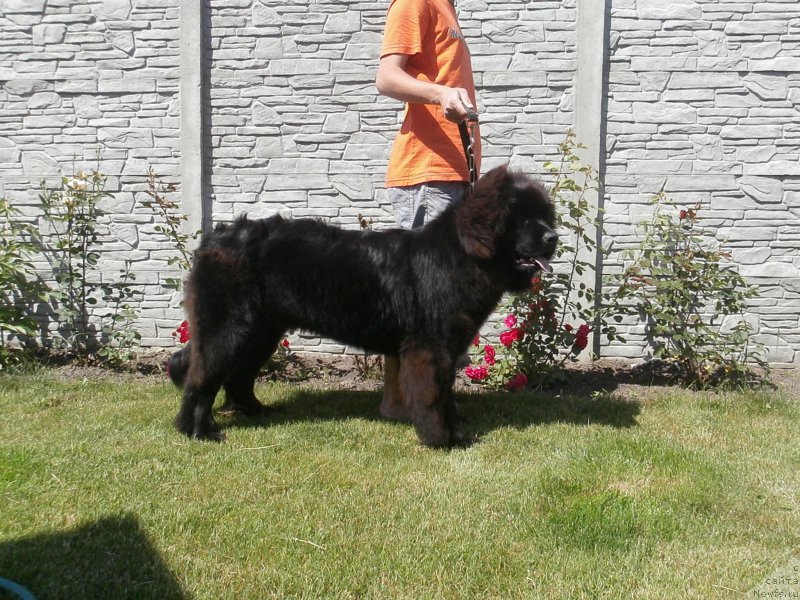 Фото: ньюфаундленд Chudotvorniy Atlas Kara Deniz