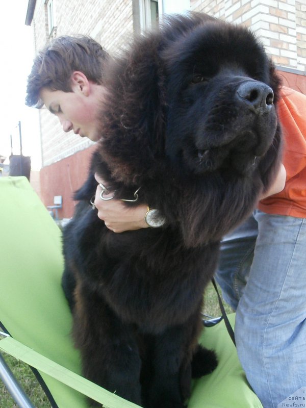 Фото: ньюфаундленд Chudotvorniy Atlas Kara Deniz