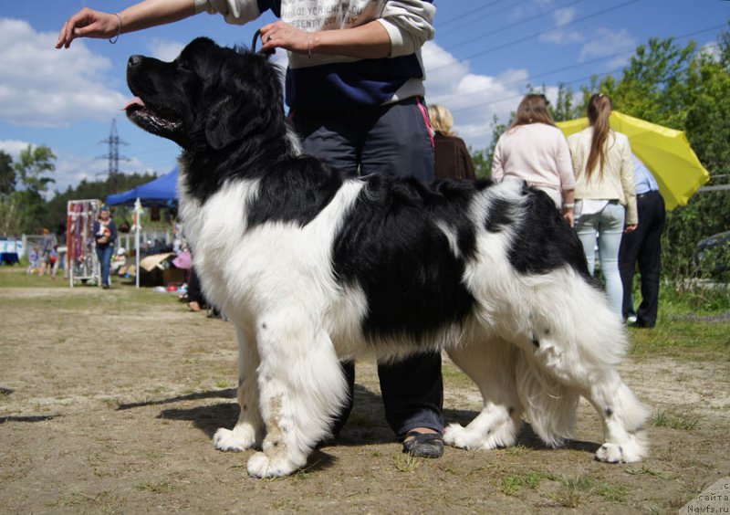 Фотография № 156062