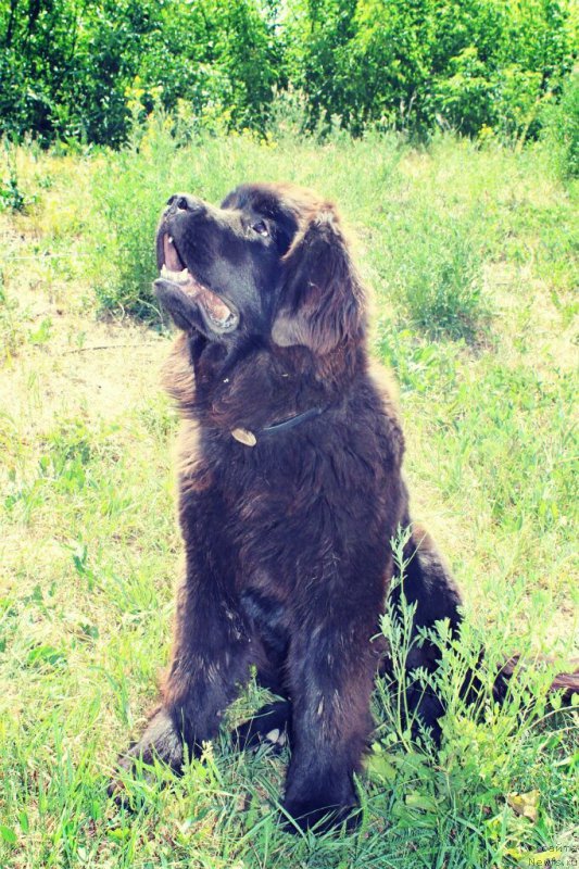 Фото: ньюфаундленд Смигар Умница Разумница