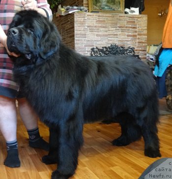 Фото: ньюфаундленд Вин Дизель для Ньюфорт