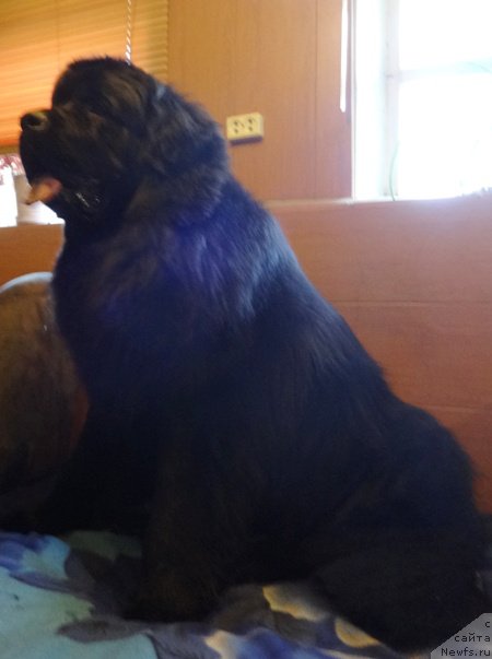 Фото: ньюфаундленд Вин Дизель для Ньюфорт