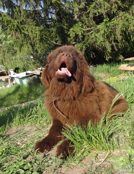 Фото: ньюфаундленд Ньюфорт Юника