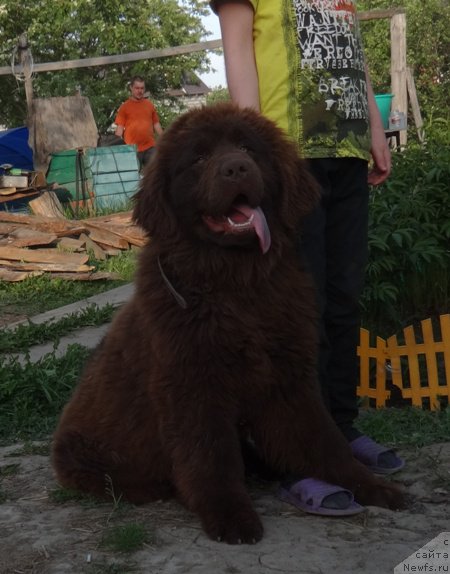 Фото: ньюфаундленд Ньюфорт Юника