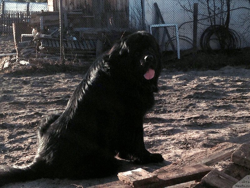 Фото: ньюфаундленд Аквиан Сонг Инвизибел Энжел