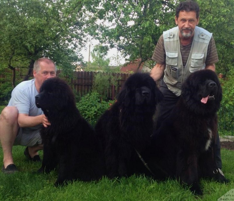 Фото: ньюфаундленд Смигар Тайм Лайн (Smigar Time Line), ньюфаундленд Skippers Only You for Smigar, ньюфаундленд Смигар Лав Стори (Smigar Love Story)