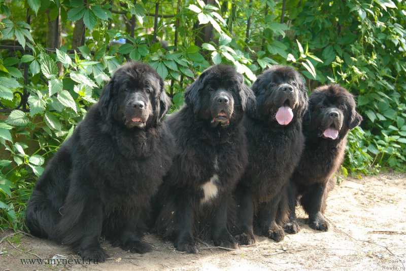 Фото: ньюфаундленд Сент Джонс Дора (Sent Djons Dora), ньюфаундленд Сент Джонс Жанна Д'Арк (Sent Djons Zanna D'Ark), ньюфаундленд Сент Джонс Сабина Мистикал (Sent Djons Sabina Mistical), ньюфаундленд Сент Джонс Бекоз Ай Лове Ю