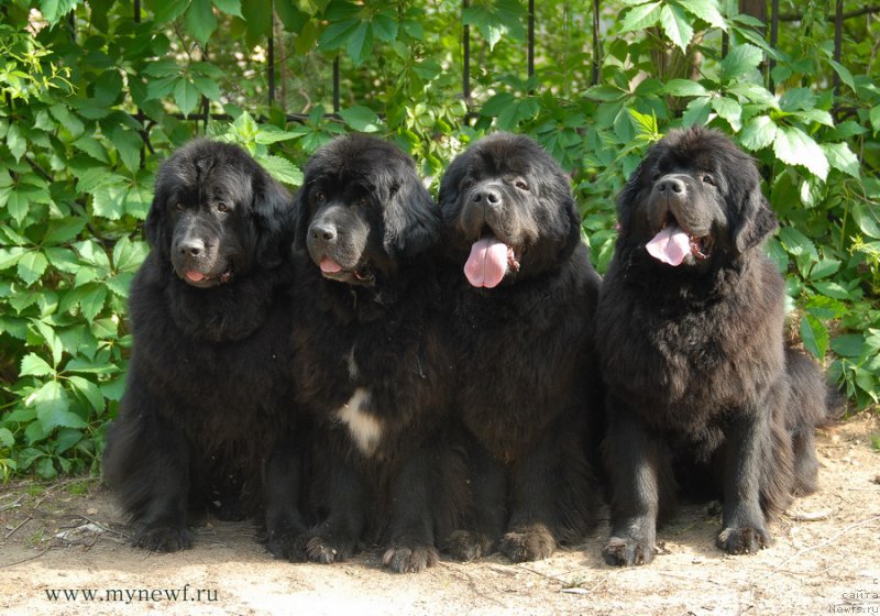 Фото: ньюфаундленд Сент Джонс Дора (Sent Djons Dora), ньюфаундленд Сент Джонс Жанна Д'Арк (Sent Djons Zanna D'Ark), ньюфаундленд Сент Джонс Сабина Мистикал (Sent Djons Sabina Mistical), ньюфаундленд Сент Джонс Бекоз Ай Лове Ю