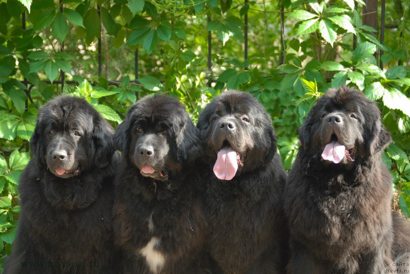 Фото: ньюфаундленд Сент Джонс Дора (Sent Djons Dora), ньюфаундленд Сент Джонс Жанна Д'Арк (Sent Djons Zanna D'Ark), ньюфаундленд Сент Джонс Сабина Мистикал (Sent Djons Sabina Mistical), ньюфаундленд Сент Джонс Бекоз Ай Лове Ю