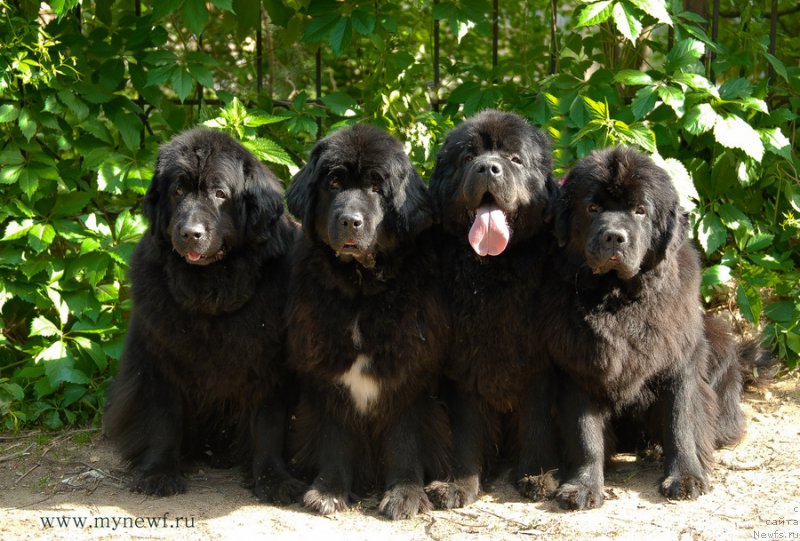 Фото: ньюфаундленд Сент Джонс Дора (Sent Djons Dora), ньюфаундленд Сент Джонс Жанна Д'Арк (Sent Djons Zanna D'Ark), ньюфаундленд Сент Джонс Сабина Мистикал (Sent Djons Sabina Mistical), ньюфаундленд Сент Джонс Бекоз Ай Лове Ю