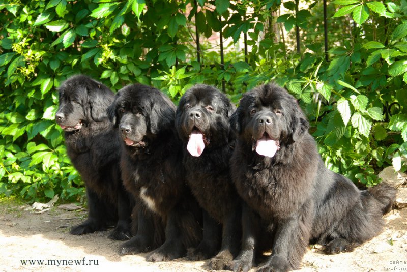 Фотография № 156098