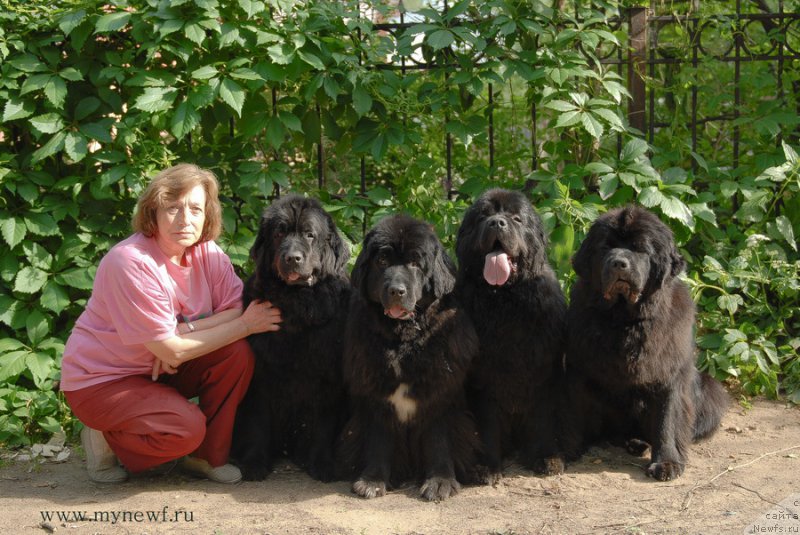 Фото: ньюфаундленд Сент Джонс Дора (Sent Djons Dora), ньюфаундленд Сент Джонс Жанна Д'Арк (Sent Djons Zanna D'Ark), ньюфаундленд Сент Джонс Сабина Мистикал (Sent Djons Sabina Mistical), ньюфаундленд Сент Джонс Бекоз Ай Лове Ю