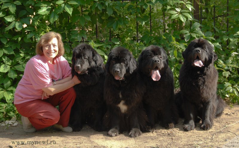 Фото: ньюфаундленд Сент Джонс Дора (Sent Djons Dora), ньюфаундленд Сент Джонс Жанна Д'Арк (Sent Djons Zanna D'Ark), ньюфаундленд Сент Джонс Сабина Мистикал (Sent Djons Sabina Mistical), ньюфаундленд Сент Джонс Бекоз Ай Лове Ю