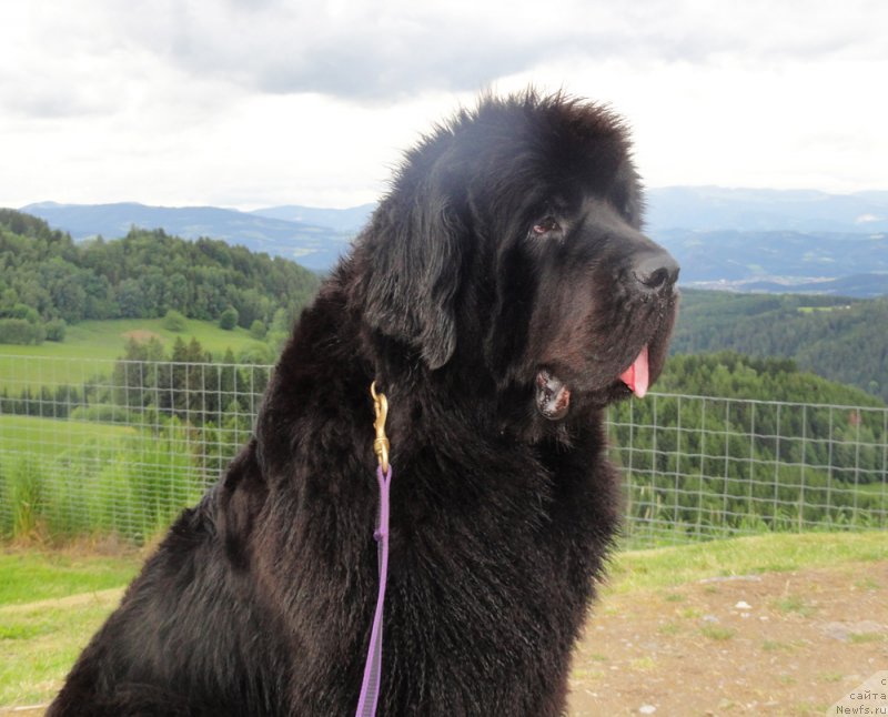 Фото: ньюфаундленд Бегущая по Волнам Дансинг Квин (Beguschaya po Volnam Dancing Queen)